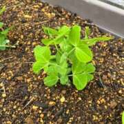 ヒメ日記 2026/04/15 10:07 投稿 ひろみ 完熟ばなな 立川