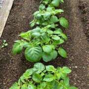 ヒメ日記 2026/04/22 10:37 投稿 ひろみ 完熟ばなな 立川