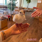 ヒメ日記 2025/12/10 09:46 投稿 晴陽(はるひ) おとなのわいせつ倶楽部 本厚木店