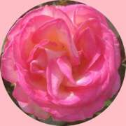 ヒメ日記 2025/04/04 07:55 投稿 れいこ マダム可憐