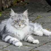 ヒメ日記 2025/01/15 10:43 投稿 あかね 脱がされたい人妻 宇都宮店