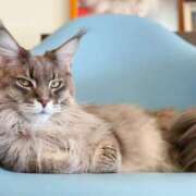 ヒメ日記 2025/01/18 17:08 投稿 あかね 脱がされたい人妻 宇都宮店