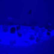 ヒメ日記 2025/03/20 00:01 投稿 あかね 脱がされたい人妻 宇都宮店