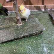 ヒメ日記 2025/05/06 15:15 投稿 あかね 脱がされたい人妻 宇都宮店