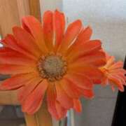 ヒメ日記 2024/12/30 13:33 投稿 しのぶ 那須塩原人妻花壇