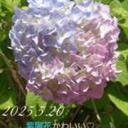 ヒメ日記 2025/05/20 13:23 投稿 ゆうみ 木更津人妻花壇