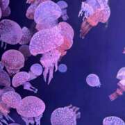 ヒメ日記 2025/03/18 17:43 投稿 ゆうり cocoro