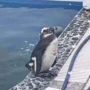 ヒメ日記 2025/03/27 23:13 投稿 ゆうり cocoro