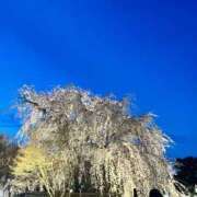 ヒメ日記 2025/04/13 15:43 投稿 ゆうり cocoro