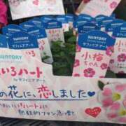 ヒメ日記 2025/04/15 12:56 投稿 まこ 熟女家 京橋店