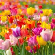 ヒメ日記 2025/04/20 20:44 投稿 唐澤 芹奈 白夜