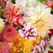 ヒメ日記 2025/06/19 12:53 投稿 唐澤 芹奈 白夜