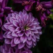 ヒメ日記 2025/07/17 21:32 投稿 唐澤 芹奈 白夜