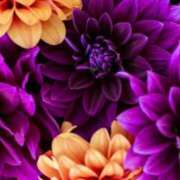 ヒメ日記 2025/10/02 19:04 投稿 唐澤 芹奈 白夜