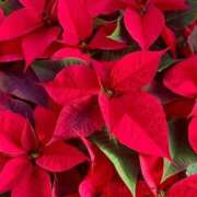 ヒメ日記 2025/11/21 11:37 投稿 唐澤 芹奈 白夜