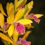 ヒメ日記 2025/12/31 11:29 投稿 唐澤 芹奈 白夜