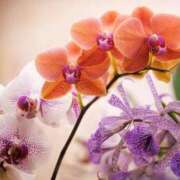 ヒメ日記 2026/01/17 10:58 投稿 唐澤 芹奈 白夜