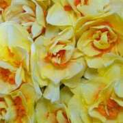 ヒメ日記 2026/02/21 22:12 投稿 唐澤 芹奈 白夜