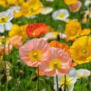 ヒメ日記 2026/03/22 22:36 投稿 唐澤 芹奈 白夜