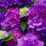ヒメ日記 2026/05/24 23:29 投稿 唐澤 芹奈 白夜