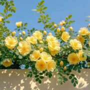 ヒメ日記 2025/07/13 16:51 投稿 新人・実杏(みあ) グランドオペラ福岡