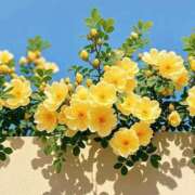 ヒメ日記 2025/07/27 13:01 投稿 新人・実杏(みあ) グランドオペラ福岡