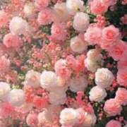 ヒメ日記 2025/08/02 08:12 投稿 新人・実杏(みあ) グランドオペラ福岡