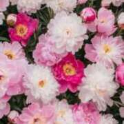 ヒメ日記 2025/08/03 00:01 投稿 新人・実杏(みあ) グランドオペラ福岡