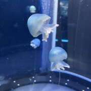 ヒメ日記 2025/01/08 12:34 投稿 ふゆか 錦糸町人妻セレブリティ（ユメオト）