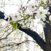 ヒメ日記 2025/04/05 17:37 投稿 ふゆか 錦糸町人妻セレブリティ（ユメオト）