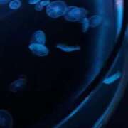 ヒメ日記 2025/09/09 03:16 投稿 鎌田結子 ウルトラブレイズ