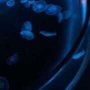 ヒメ日記 2025/09/16 12:26 投稿 鎌田結子 ウルトラブレイズ