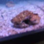 ヒメ日記 2025/09/23 01:16 投稿 鎌田結子 ウルトラブレイズ