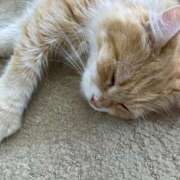 ヒメ日記 2025/03/23 13:33 投稿 あきな 丸妻 新横浜店