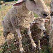 ヒメ日記 2026/04/08 20:54 投稿 あきな 丸妻 新横浜店