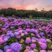 ヒメ日記 2025/06/09 22:19 投稿 御堂かのん 一夜妻