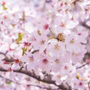 ヒメ日記 2025/06/16 08:39 投稿 御堂かのん 一夜妻