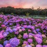 ヒメ日記 2025/08/05 07:59 投稿 御堂かのん 一夜妻