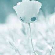 ヒメ日記 2025/02/06 11:40 投稿 美智子(みちこ) 五十路エステハイブリッド(カサブランカグループ)