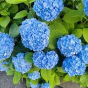 ヒメ日記 2025/06/17 11:46 投稿 りこ エロいお姉さん倶楽部