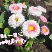 ヒメ日記 2026/04/16 18:59 投稿 はな 小田原人妻城