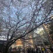 ヒメ日記 2026/04/01 00:15 投稿 光(ひかり) 渋谷蘭の会