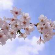 ヒメ日記 2025/04/11 23:46 投稿 後藤しのぶ ABC 岩手ソープ