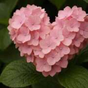 ヒメ日記 2025/07/04 20:31 投稿 後藤しのぶ ABC 岩手ソープ