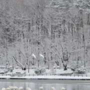 後藤しのぶ 出勤のお知らせ ABC 岩手ソープ