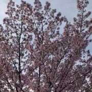 ヒメ日記 2026/04/19 06:46 投稿 後藤しのぶ ABC 岩手ソープ