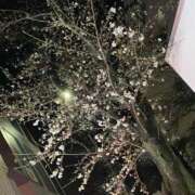 ヒメ日記 2025/03/26 00:53 投稿 さち 白いぽっちゃりさん五反田店