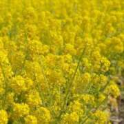 ヒメ日記 2025/03/04 11:25 投稿 さやか CLASSY.東京・錦糸町店