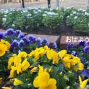 ヒメ日記 2025/03/08 07:22 投稿 さやか CLASSY.東京・錦糸町店