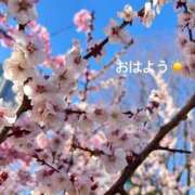 ヒメ日記 2025/03/09 07:42 投稿 さやか CLASSY.東京・錦糸町店